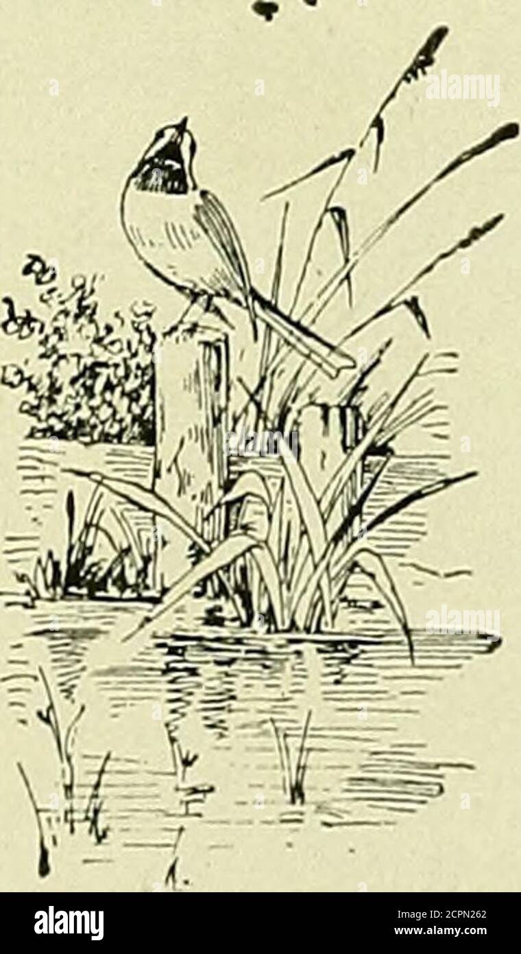 . Vogellore . Gbird (Kiccordia riccordii riccordii),2; Kubanischer Königsvogel {Tyrannus cubenjis), 6; Kubanischer Haubenflieger, (Mylarchussagrae), 1; Kubanischer Zopf {nlagiciis caribaeus), 6; Kubanischer Wiesenlark (Stumella hip-pocrejris cubicidius), 6; Cuban 30 pricassolica,^; Tipomelica pricassolia, 150 Yellow {50 Insel der Pines Tanager {Spindalis pretrei pinus), 12; GundlachsVireo (^Vireo gimdJachii), 1; Weißäugiger Vireo tyireo griseus griseus), 1; Schwarzer und Weißer Waldsänger XMniotilta varia), 1; Parula-Waldsänger Stockfoto