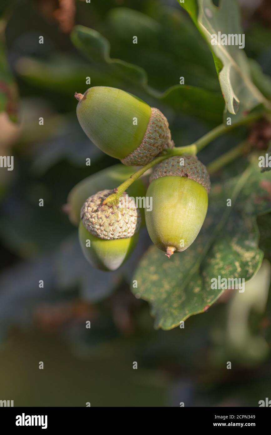 Blätter, Laub und Eicheln. Früchte der englischen Eiche (Quercus robur). Mögliche Hybride mit sitziger Eiche, Q. petraea. Durch Zweige nach oben schauen. Stockfoto