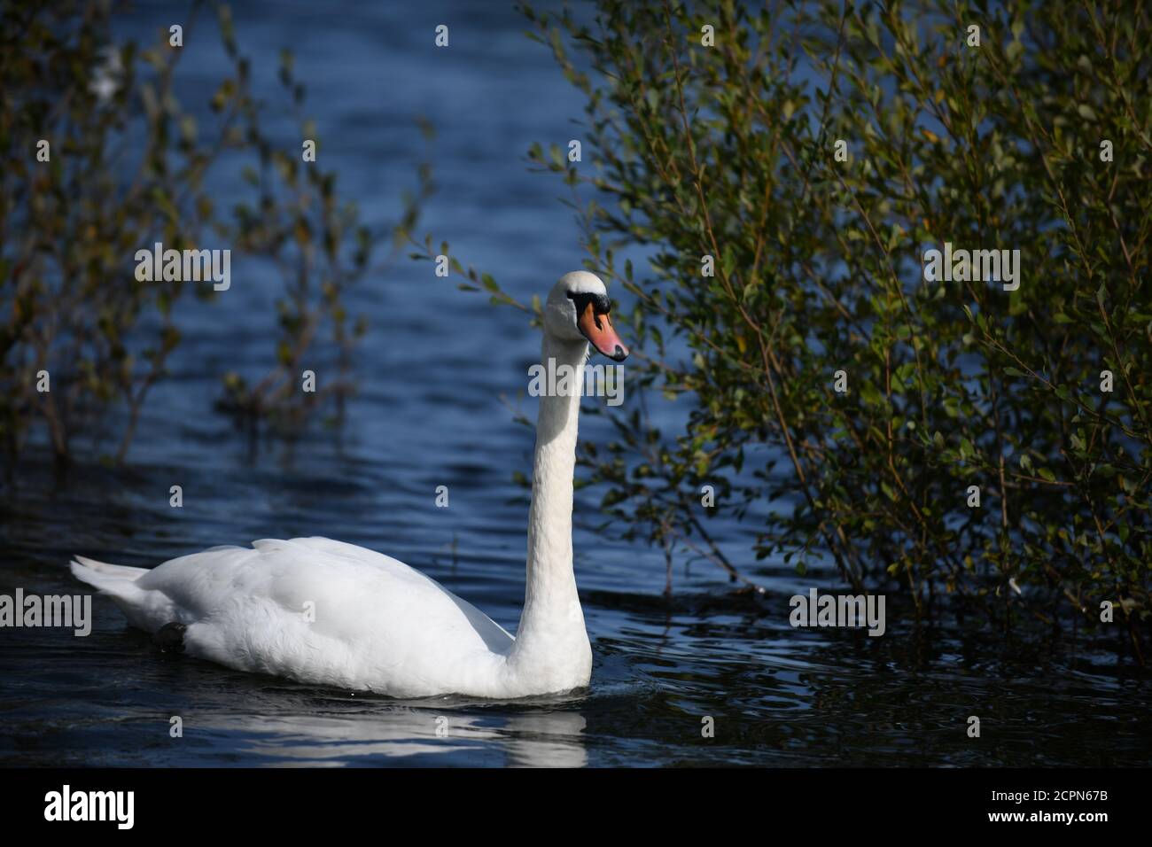 Schwäne am Chaseater See in staffordshire Stockfoto