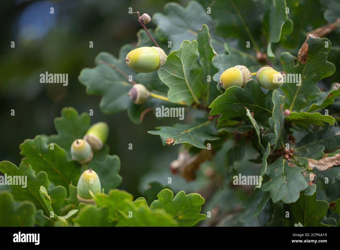 Blätter, Laub und Eicheln. Früchte der englischen oder pedunculate Eiche (Quercus robur). Nahaufnahme. Von unten betrachtet, Blick in die Zweige. Stockfoto
