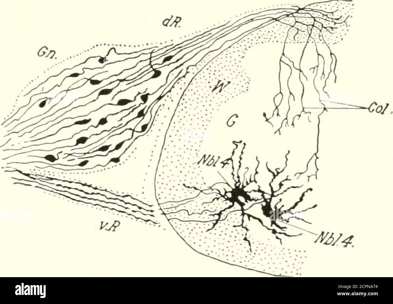 . Die Entwicklung des Kükens; eine Einführung in die Embryologie . HIM). Nhl. 4, Neurobhist des Tie ventral Horn (Motor). DAS NERVENSYSTEM 237 die dorsale Wurzel und des sympathischen Systems. Die erste Art wird hier betrachtet, und sie werden normalerweise die gan-glionischen Neuroblasten s.s., ] genannt:)weil sie allein in der Spinalganglia bleiben. Wie die medullären Neuroblasten bilden diese Neuroblasten Auswuchsterungen, die zu Achsenzylinderprozessen werden; aber sie unterschieden sich von letzterem dadurch, dass jeder ganglionische Neuroblast zwei Axone bildet, eines von jedem Ende der spindelförmigen Zellen, die mit ihren umragten Stockfoto