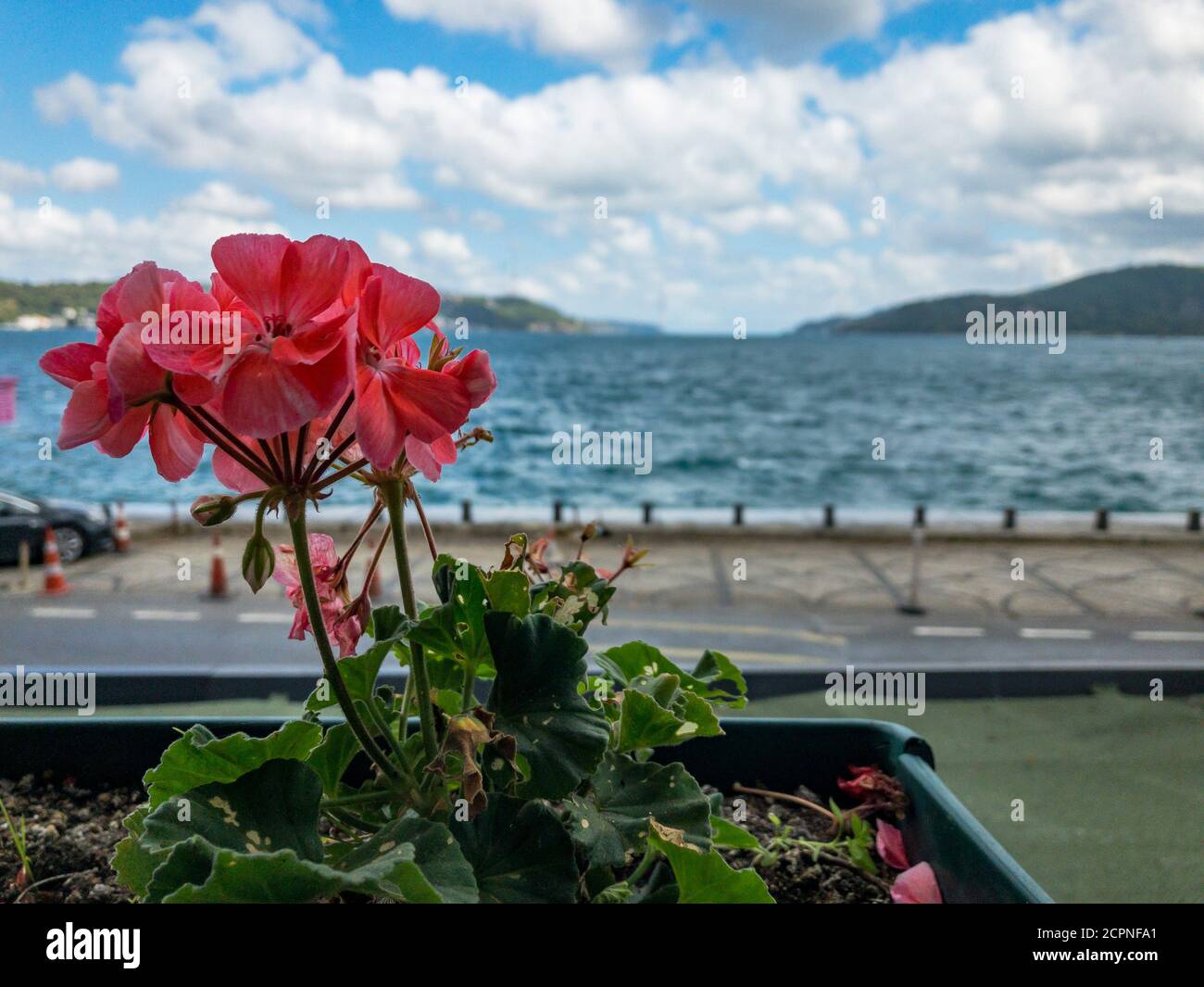 Rosa und weiße Geranie blüht in einem Topf außerhalb eines Fensters mit Blick auf den Bosporus in Istanbul, Türkei. Wolkiger blauer Himmel und Meer im Hintergrund Stockfoto