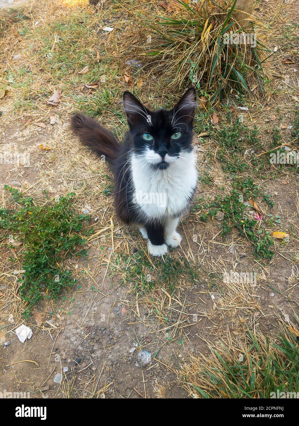 Schwarz-weiße, haarige Katze mit grünen Augen und langen weißen Augenbrauen sitzt im Gras und schaut in die Kamera Stockfoto