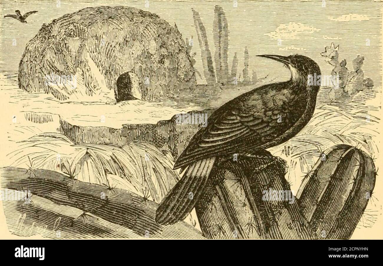 . Reptilien und Vögel : ein beliebtes Konto der verschiedenen Ordnungen; mit einer Beschreibung der Gewohnheiten und Wirtschaft der interessantesten . ), auch Wall-Climber genannt (die Grimpereau des MuraiUes von französischen Autoren), verdankt seinen Namen seiner Gewohnheit, die Wände von Wohnungen zu klettern. Stützpunkte finden sich nicht in ihren Schwänzen, wie bei den Spechten. Graspino-der Baum mit ihren Krallen, unterstützen sie ihre Füße durch eine leichte Bewegung der Flügel. Sie ernähren sich von Insekten und führen ein solitarylife auf den Bergen, nur Abstieg in die Ebenen mit den 496 SINGVÖGLEIN. Frühe Frost des Winters. Sie werden di gefunden Stockfoto