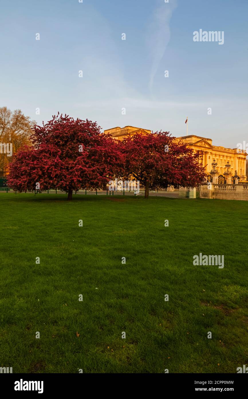 England, London, Westminster, Buckingham Palace mit Spring Blossom Stockfoto