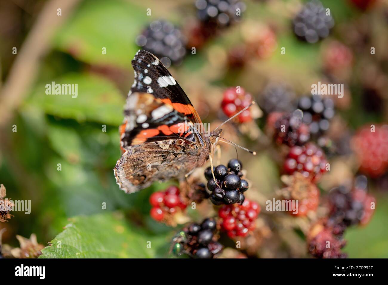Schmetterling des roten Admirals (Vanessa atalanta). Fütterung von überreifen Brombeeren (Rubus fruticosus), mit teilweise offenen Flügeln. Stockfoto