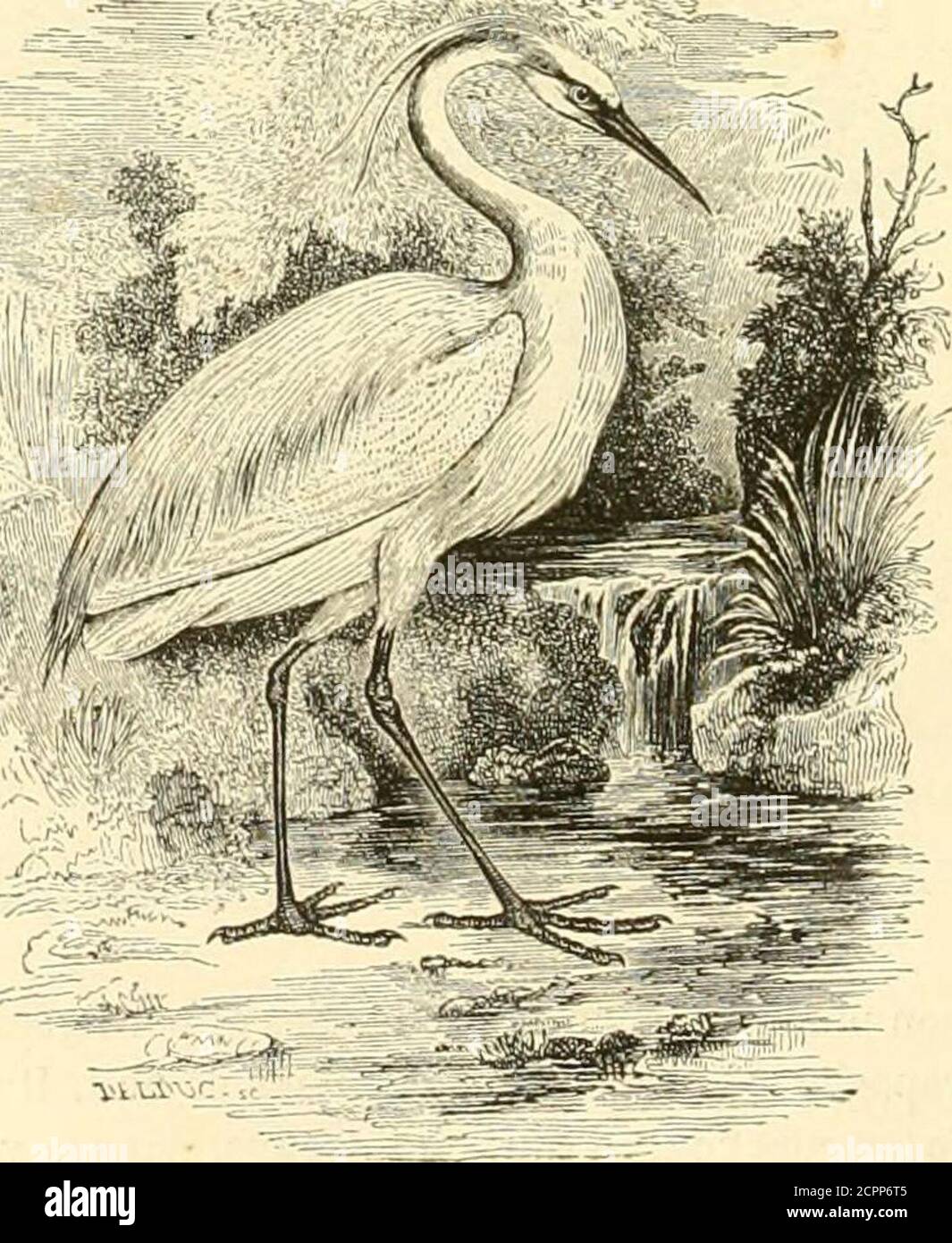 . Histoire naturelle des oiseaux : suivant a classification de Isidore Geoffroy-Saint-Hilaire ; avec l'indication de leurs moeurs et de leurs rapports avec les Arts, le Commerce et l'agriculture . e lui apporte les produits de sa pêche. Le Héron,poursuivi par un Oiseau de proie, cherche toujours à lui échapper en volant plus haut que lui.Nous avons parlé du plaisir que lesprinces prenaient jadis à le faire   iour-suivre par des Faucons. Le Héron garzette (Ardea (jar-zetta, de Linné), vulgairement nomméPetite - Aigrette, habite les confins dolAsie, et passe régulièrement dans leMidi de la France Stockfoto