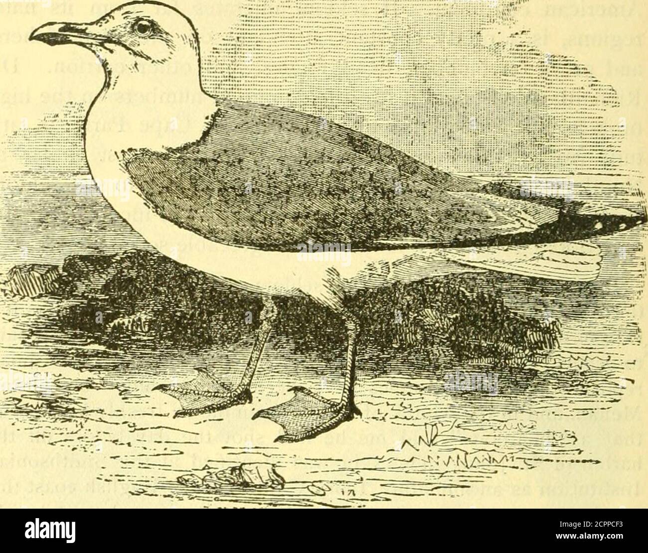 . Ein populäres Handbuch der Vögel der Vereinigten Staaten und Kanadas . larly bei Labrador und Neufundland. Mr. Boardman berichtet, dass ihm zwei Beispiele von GrandMenan zugesandt worden sind, und im Winter 1880 untersuchte ich einen frisch getöteten Gull  LW AT  , den mir ein Bootsmann sagte, er hätte am Vortag vor dem Hafen von St. John erschossen. Die Haut wurde an der SmithsonianInstitution als unreife Elfenbeinmöwe identifiziert. An der englischen Küste ist diese Art häufiger zu sehen, und Beispiele wurden in Frankreich und der Schweiz genommen; aber es ist nur ein Nachzügler außerhalb des Polarkreises. Die Art ist in ihrem Ran zirkumpolar Stockfoto . Ein populäres Handbuch der Vögel der Vereinigten Staaten und Kanadas . larly bei Labrador und Neufundland. Mr. Boardman berichtet, dass ihm zwei Beispiele von GrandMenan zugesandt worden sind, und im Winter 1880 untersuchte ich einen frisch getöteten Gull  LW AT  , den mir ein Bootsmann sagte, er hätte am Vortag vor dem Hafen von St. John erschossen. Die Haut wurde an der SmithsonianInstitution als unreife Elfenbeinmöwe identifiziert. An der englischen Küste ist diese Art häufiger zu sehen, und Beispiele wurden in Frankreich und der Schweiz genommen; aber es ist nur ein Nachzügler außerhalb des Polarkreises. Die Art ist in ihrem Ran zirkumpolar Stockfoto