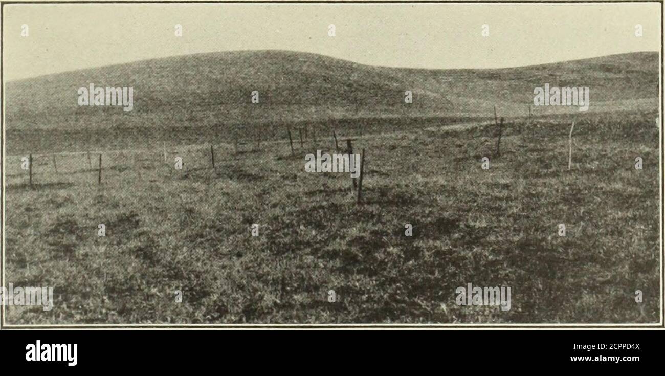 . Einige gemeinsame Säugetiere der westlichen Montana in Bezug auf die Landwirtschaft und Fleckfieber . Abb. 6.- Bohrungssatz, gemacht mit gewöhnlichen Außen-Feder Stahlfalle. Und völlig so gut. (Abb. 7.) Er und ein anderer Mann arbeiteten ein anddreiviertel Tage Abstecken und Setzen der 1,000 Fallen das erste Mal, aber bei einer anderen Gelegenheit Herr Haines allein 500 Fallen an einem Tag und. Abb. 7. – vier Fuß Zedernfalle Pfähle in Höhlen von kolumbianischen Boden Eichhörnchen. Selbst pflegte die ganze 1,000 Fallen. Er verwendete nichts als Lochsätze.eines der unglücklichen Merkmale dieser Methode der Einstellung von Fallen ist, dass Wiesel oder andere Eichhörnchen en Stockfoto