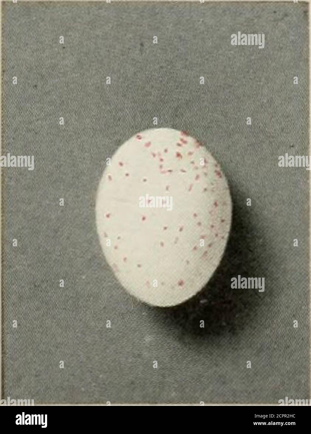 . Oologia neerlandica : Eier von Vögeln, die in den Niederlanden brüten. Aegithalos caudatus europaeus (Hermann). XI Familie PANURIDAE. Familie PANURIDAE.Panurus biarmicus (L.) - Bartmeise. (Tafel 45, Abb. a-c).(Snouckaert: Avifauna Neerlandica, S. 32, Nr. 74). Farbe der Oberfläche der Schale:Farbe der Flecken: Durchschnittliche Abmessungen:durchschnittliches Gewicht der Schale:Struktur der Schale: Form: Nest; Ort des Nestes: Anzahl der Eier:Brutzeit:Dauer der Inkubation: Milchweiß; manchmal stark geneigt tograugelb; selten kalkweiß. Kleine stumpfbraune oder schwärzliche braune Linien und Locken. In den untersuchten Eiern b Stockfoto