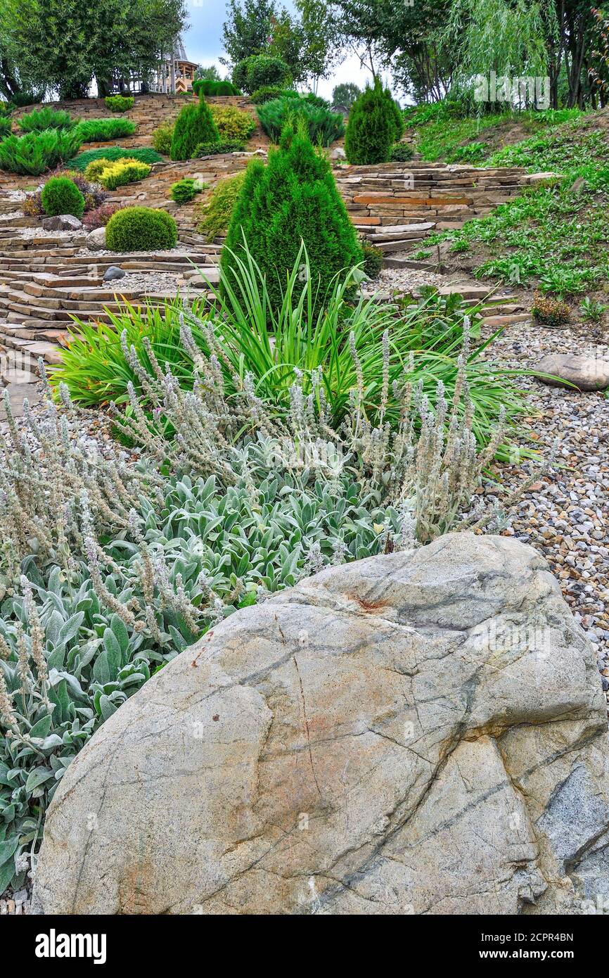 Lammohren, eine dekorative mehrjährige Pflanze ( stachys byzantina / stachys lanata / stachys olympica / Wollhedgenettle) für steinige Garten- oder Parklandschaft Stockfoto