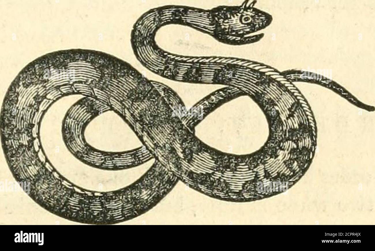 . Die Bibliothek des Naturforschers: Enthaltend wissenschaftliche und populäre Beschreibungen des Mannes, der Vierfüßler, der Vögel, der Fische, der Reptilien und der Insekten. Der Schwanz, withtheir Hände; und sie mit einem festen Griff haltend, ist das Tier altogethermfähig, sich genügend zu drehen, um die Hand zu beißen, die sie schnell hält. DIE GEHÖRNTE VIPER.i die Cerastes, oder Homed Viper, die häufig wächst auf die Länge von etwa einem Fuß oder fünfzehn Zoll, aber manchmal mehr als zwei Füße, ist distin-guished durch ein Paar Hörner oder gebogene Prozesse, die über den Augen, und Vipera cerastes, C vv. REPTILIA – AMPHISBiENA. 709 Zeigen nach vorw Stockfoto