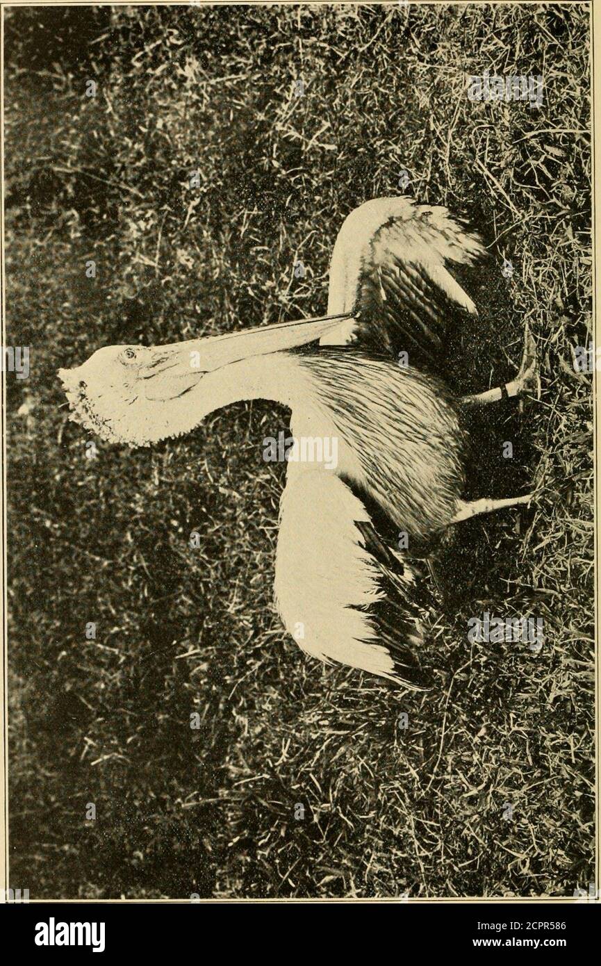 . Vögel von Calayan und Fuga, Babuyan Gruppe . ANTIGONE SHARPEI.. 18, die am 17. April 1902 von Ticao aufgenommen wurde. Die Art sollte der Liste der Vögel von dieser Insel hinzugefügt werden. ZEGIALITIS DUMA (Scop.). Ziemlich reichlich auf Calayan. .Fgialitis alexandrina (Linn.).ziemlich reichlich auf Calayan. IEGIALITIS PERONI (BP.). Ziemlich reichlich entlang der Strände auf Fuga und Calayan. OCHTHODROMUS MONGOLUS (Pall.). Zwei Exemplare aus Calayan. Heteractitis brevipes (Veill.). Eines der am 21. Oktober in Calayan getöteten Exemplare war das einzige zu sehen. Afemale wurde am 27. Mai 1902 von Ticao gesammelt und soll in die Ticao-Liste aufgenommen werden Stockfoto