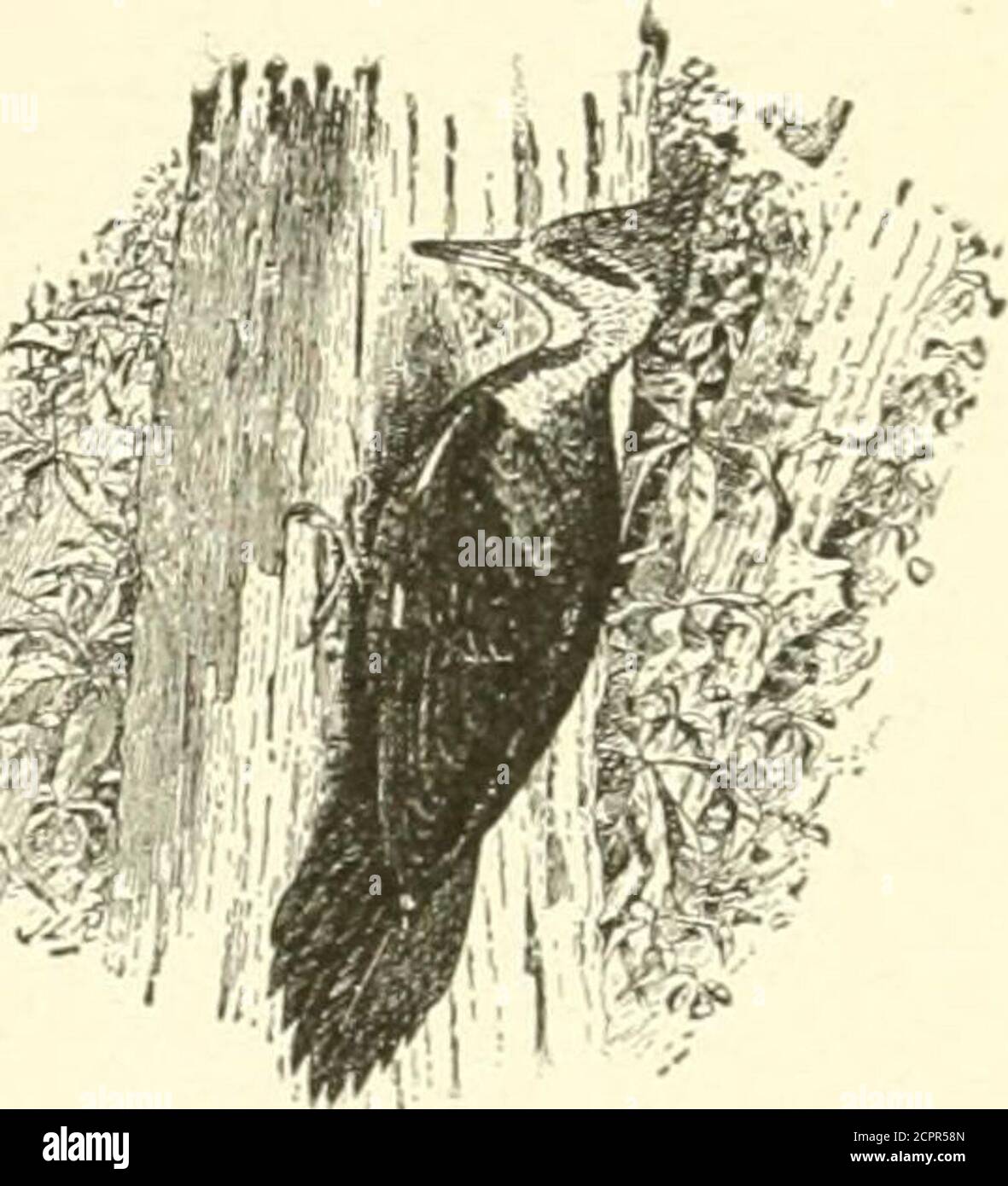 . Wilde Tiere des Glacier National Park. Die Säugetiere, mit Notizen über Physiographie und Lebenszonen . n infantile Töne. Aus der biologischen Untersuchung. Red-XAPED-Specht: >SwAyra/>/cm,S ^^- 62.-Nordpileierter i J i-Specht. Vart US nuchalis. – der rotnapierte sap-Sauger – dessen rote Krone und Nackenfleck durch einen Ablack-Bereich getrennt sind und dessen Brust zwischen dem roten Hals und dem blassen zitronengelben Bauch schwarz ist – wird von Mr. Bryant gesagt, dass er in Lodgepolepinen nistet. Die Arbeit von Sapsuckern – Bänder von kleinen Löchern, die die Thetrees umgürten – wurde an einer Reihe von Orten gesehen. Williamson sapsucker: Sphyrapicus thyreoideus nafal Stockfoto