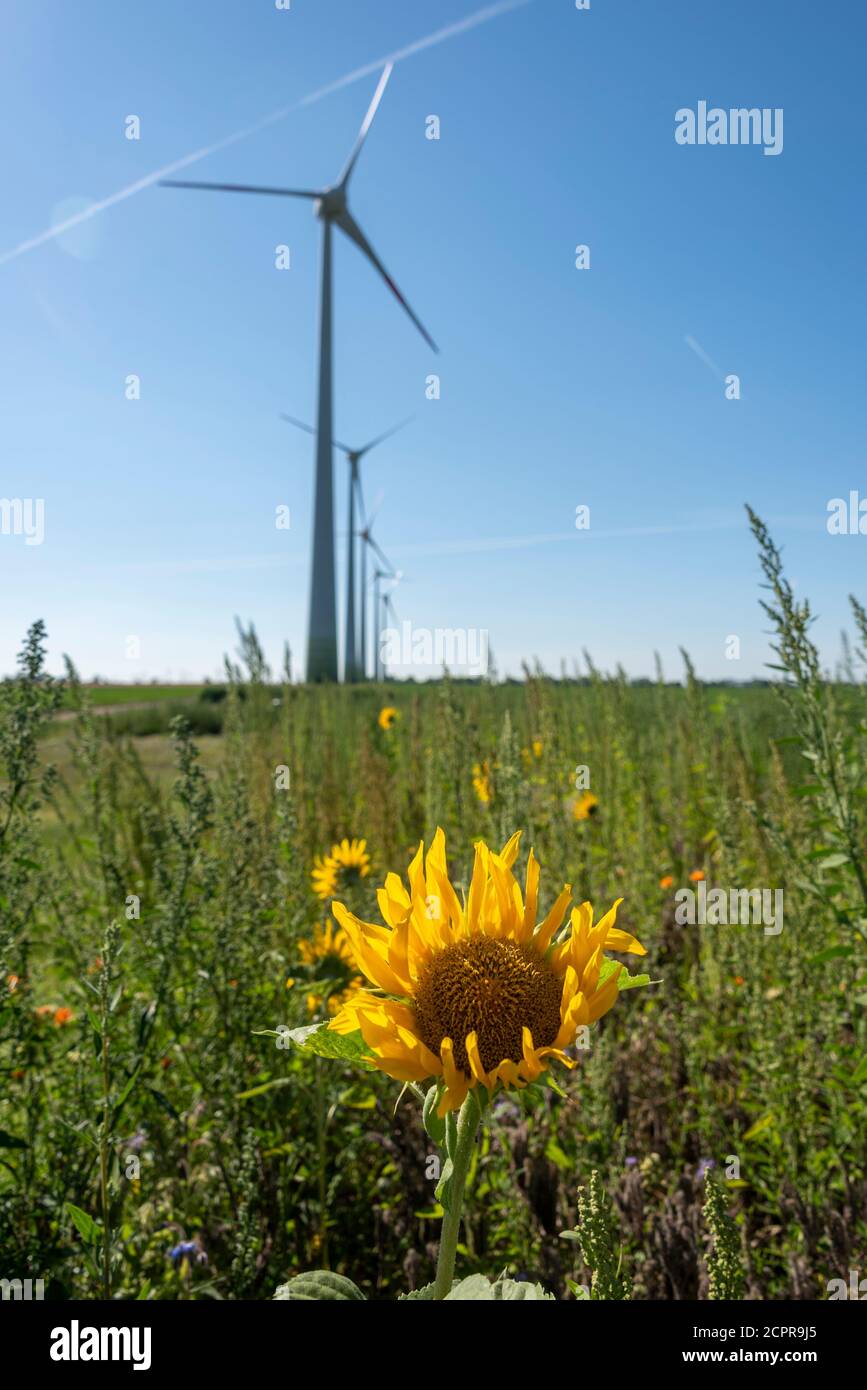 Sonnenblumen und Windmühlen Stockfoto