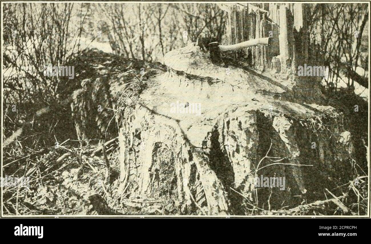 . Wilde Tiere des Glacier National Park. Die Säugetiere, mit Notizen über Physiographie und Lebenszonen . E behaupten, dass sie Schäden an den Wald ist in der Regel ohne Fundament, während ihre Dämme und Pondse sind oft ein großer Vorteil für das Land bei der Speicherung von Wasser, providing51140 Grad- IST 6 G6 WILDTIERE DES GLACIER NATIONAL PAEK. Fischzuchtteiche, und bietet eine der interessanten Eigenschaften der Tierwelt im Park. Während es für Touristen schon jetzt möglich ist, Biber zu finden, die bei der Arbeit beobachtet werden können, wäre ihre Studie mit zehnmal größerer Zahl der Tiere viel interessanterem, Stockfoto