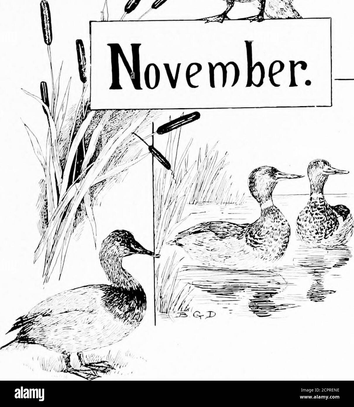 . Durch das Jahr mit Vögeln und Dichtern [Gedichte]; . November... NOVEMBER dann standen wir zitternd in der Nacht Luft kalt.und hörte ein Geräusch, als ob ein Wagen rolltGroaning anadown den Himmel. Und siehe da! OerheadZweif, dreimal weinten die Wildgänse; dann sprangen sie, O^er Feld und Wald und Bucht, in Richtung Südsee; so tief flogen sie, dass auf den Waldbaumtheir starker Wind spritzte ein Spray von Mondlicht weiß; so gerade flogen sie, So schnell ihr stetiger Flug.wahr wie ein Pfeil segelten sie die Nacht hinunter; wie Lichter ausgeblasen, verschwanden sie vor dem Anblick. Anon. Mit vermengtem Klang von Hörnern und Glocken, WEIT weg Stockfoto