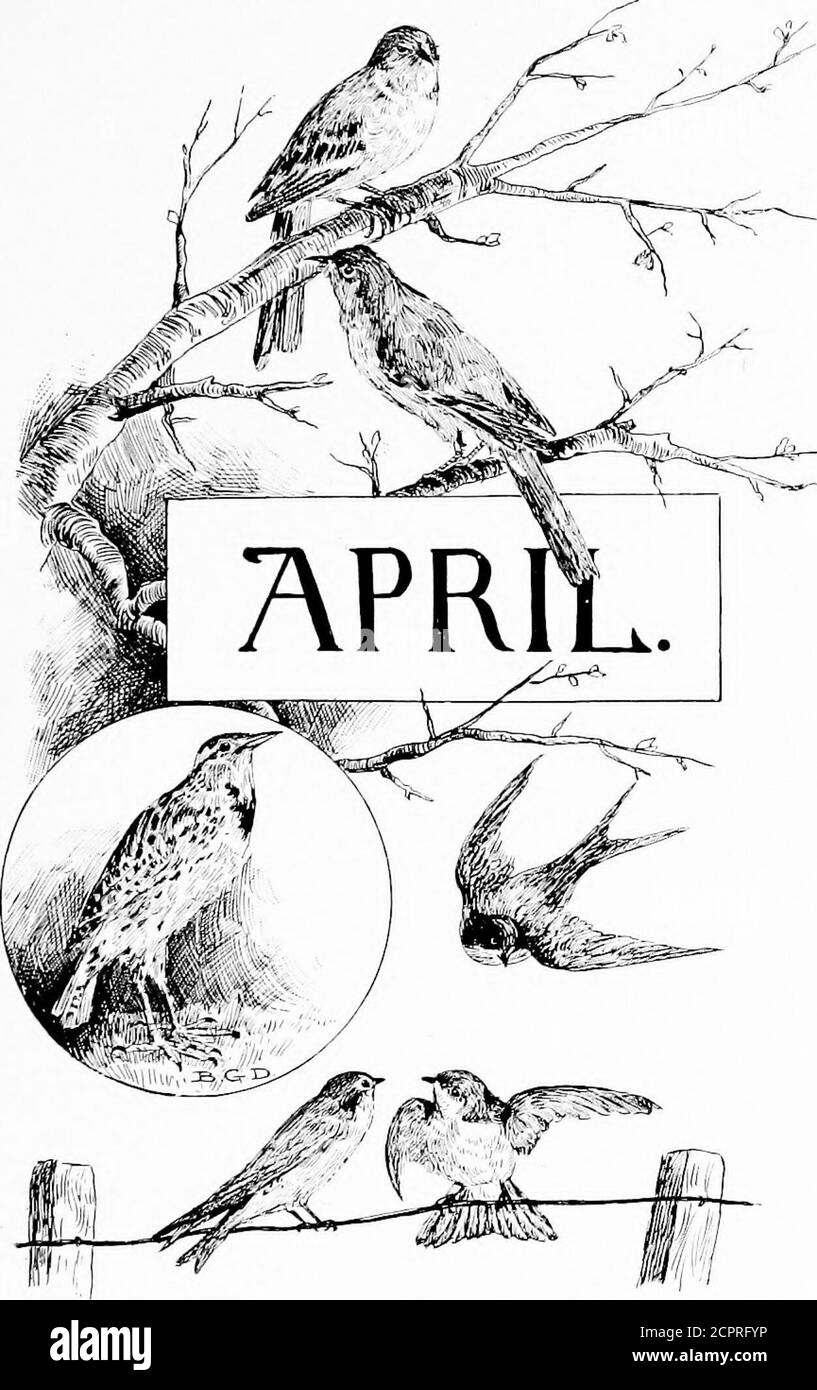. Durch das Jahr mit Vögeln und Dichtern [Gedichte]; . isher ! Sie zieht ihre Jungen auf diesem Baum auf; sie lässt ihre treue Gefährtin in den Sinn;wie wir, für Fische segelt sie auf See. Und, tauchend, zeigt uns, wo sie zu finden.Yo, ho, meine Herzen ! Lassen Sie suchen die deep.ply jedes Ruder, und billig wünschen ihr.While langsam das Biege-Netz wir fegen, . Gott segne den Fischhawk und den Fischer! Alexander Wilson. MIT VÖGELN UND DICHTERN 45 DIE KRÄHE dann ist es ein entferntes Krähen, lauter werdend, näher kommend, erzählt von Krähen, die ins Land zurückkehrten von ihrem Winter auf den Sümpfen. Irisierend ist ihr Gefieder. Laut ihre Stimmen, kühn tei Stockfoto