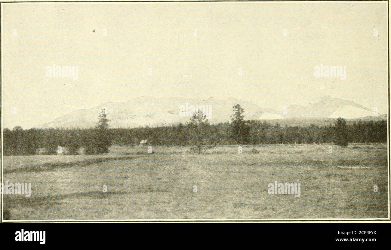 . Wilde Tiere des Glacier National Park. Die Säugetiere, mit Notizen über Physiographie und Lebenszonen . Pinsel, Lerkspur, Puccoon, Geranie, lila Windblume, und eine Vielzahl von anderen Pflanzen der Great Plains Transition Zone Bereich. Seine charakteristischen mam- 20 WILDE TIERE VON GLACIEK NATIONALEN PAEK. mals gehören die Richardson und dreizehn-gesäumten Boden Eichhörnchen, die SaskatcheAvan Pocket Gopher, und die Präriehase; während die West-ern Vesper Sperling, westlichen Savannah Sperling, westlichen Chippingsperrow, Lazuli Ammer, Gelbsänger und Langschwanzkicherchen sind charakteristische Vögel. Am Westhang des Stockfoto