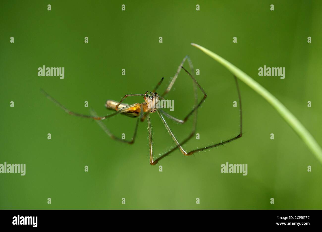 Spinnenspinne (Tetragnatha extensa), dicke Kieferspinne (Tetragnathidae), Schweiz Stockfoto