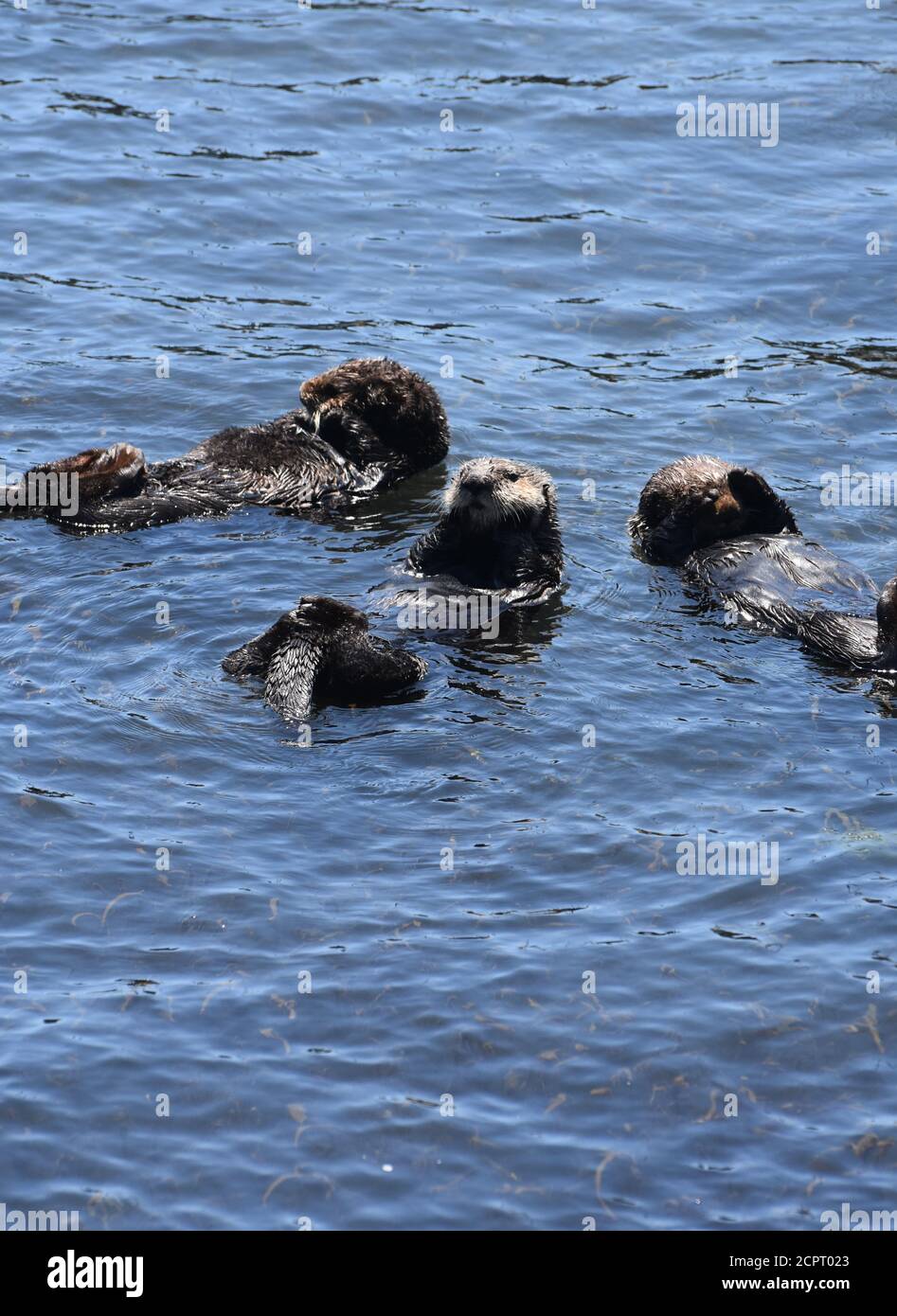 Drei Seeotter schweben auf dem Rücken zusammen. Stockfoto