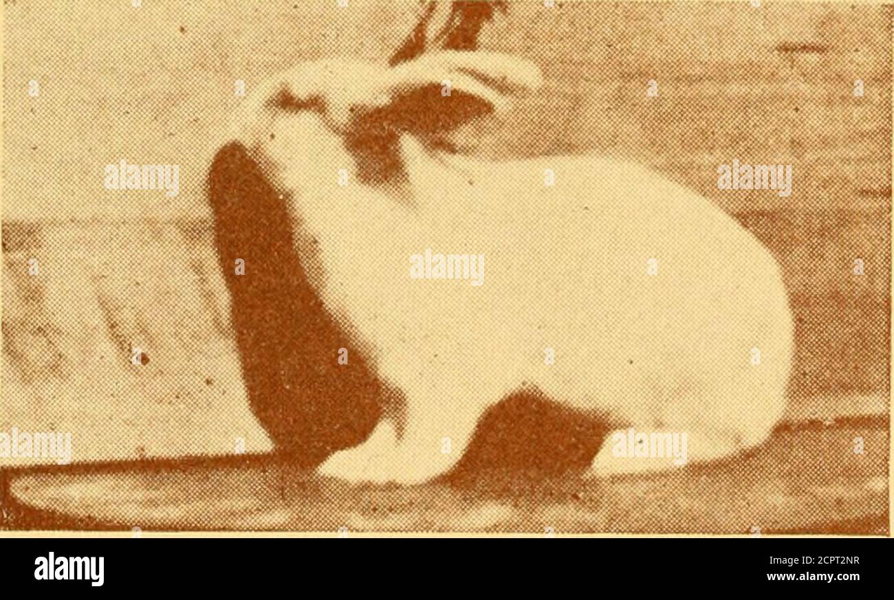 . Outdoor-Möglichkeiten; die Aufzucht Pflege von Kleintieren, Vögeln und Pflanzen; eine praktische Abhandlung über die Aufzucht und Pflege von Kleintieren, Vögeln und Pflanzen für Gewinn und Vergnügen . WEISSES NEUSEELÄNDISCHES KANINCHEN VON H. K. CARTER. Tacoma, Wash. Special Section für alle Rassen von Kaninchen H. K. CARTER DIE White New Zealand ist eine neue Rasse; sie wurden aus dem Red New Zealand und werden gesagt, um die Farbe und Art züchten. Sie sollten den wahren neuseeländischen Typ haben, keine abgefärbten Haare, die angeblich sehr gutes Fell haben. Der Standard fordert die Gewichtsart und die Zustandspunkte gleich wie der Stockfoto