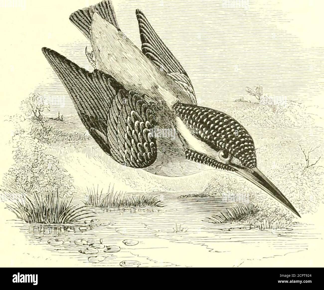 . Ein illustriertes Handbuch britischer Vögel. Uerings des Rückens unastrein. Das Rev. O. Pickard-Cambridge hat ein Exemplar des Nordamerikanischen Downy Specht, D. piihesceus, angeblich ein Vogel, den er bei Bloxworth in Dorset im Dezember 1836 schoss; und ein Beispiel dieser Art ist auch nahe Elbeuf, in Nor-mandy getötet worden; American Spotted Spechte sind jedoch bekannt, dass sie nach Europa gebracht wurden und sich mehr als ein Hundertjahrs {CF Yarrell, 4. Aufl., ii. S. 485). Ein amerikanischer Golden-wingedWoodpecker, Colaptes Aura/US, soll 1836 in Ames-Bury, Wilts, erschossen worden sein. A Stockfoto