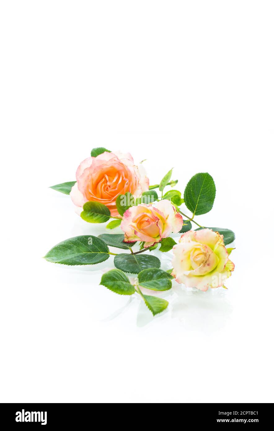 Rosa schöne Sommerrosen auf weißem Hintergrund Stockfoto