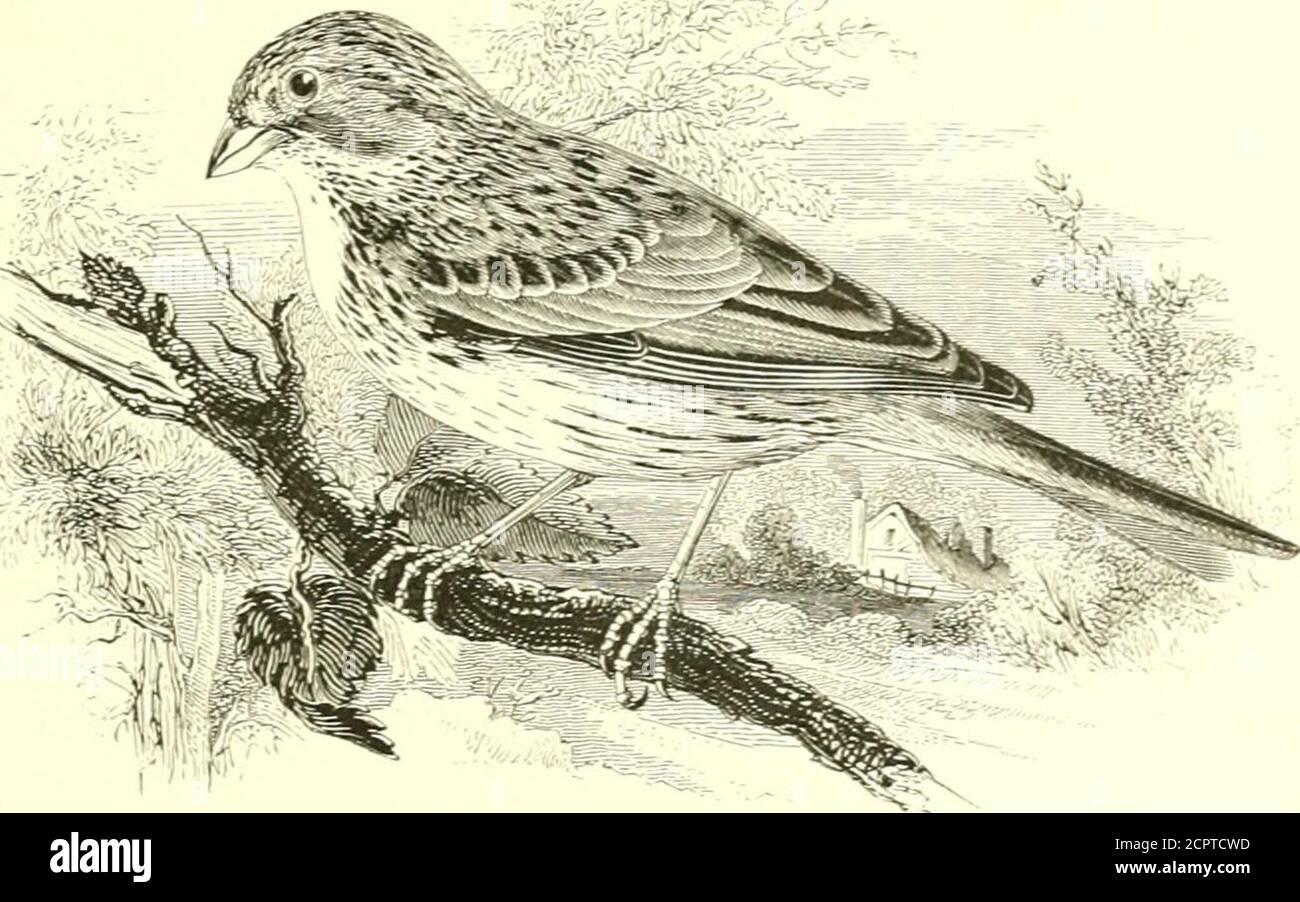 . Ein illustriertes Handbuch britischer Vögel. Ng es ist ein typicalBunting! Die Call-Note des tiie Male ist ein vibrierendes monotonouschiriri. Das Erwachsene Männchen hat den Kopf und die Ohrdecken schwarz; Hinterkopf-Hinterkopf orange-braun: Flügel haarbraun, mit stumpfen weißlichen Rändern zu den Deckeln und Sekundärflügeln: Schwanzhaar-braun, mit einem schmalen weißestreak zum inneren Netz des äußeren Federpaares; unter den Seiten des Halses leuchtend gamboge-gelb; Bill gräulich Horn-Farbe; Beine und Füße blaß braun. Länge 675; Flügel 37 in.nach dem Herbst mausert die hellen Tönungen, obwohl an den Basen der Feathe wahrnehmbar Stockfoto