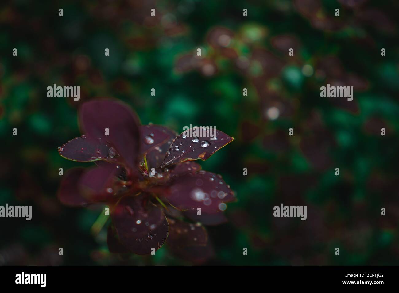 Grün lila Pflanze mit Wassertropfen auf, schöne Natur, dunkles Licht Stockfoto