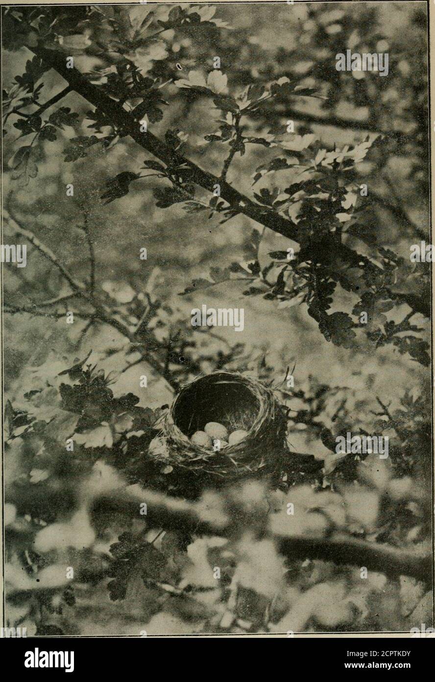 . Der Ruder . Suche nach seltenen Exemplaren. S. S. Dickey.Waynesburg, Pa. Henry Ford von Detroit importiert Nearly500 Songster. Fast 500 Singvögel, die von Henry Ford, einem lokalen Hersteller, aus England eingeliefert wurden, sind in Detroit angekommen und werden auf der MR Fords Farm in der Nähe der Stadt ihre Freiheit erhalten. Die Sendung wurde in New Yorkvon Game Warden Charles Daniel von Detroit getroffen und in einem specialexpress Auto nach Westen gebracht. Fast 100 Vögel starben an Bord. Unter den Vögeln eingeschlossen waren largen, Leinenzapfen, glänzende Gelbhämmer, Drosseln, Grünfinken, Stierfinken, Eichelhäher, Buchfinken und Rotaugen.Es wird diese b erwartet Stockfoto