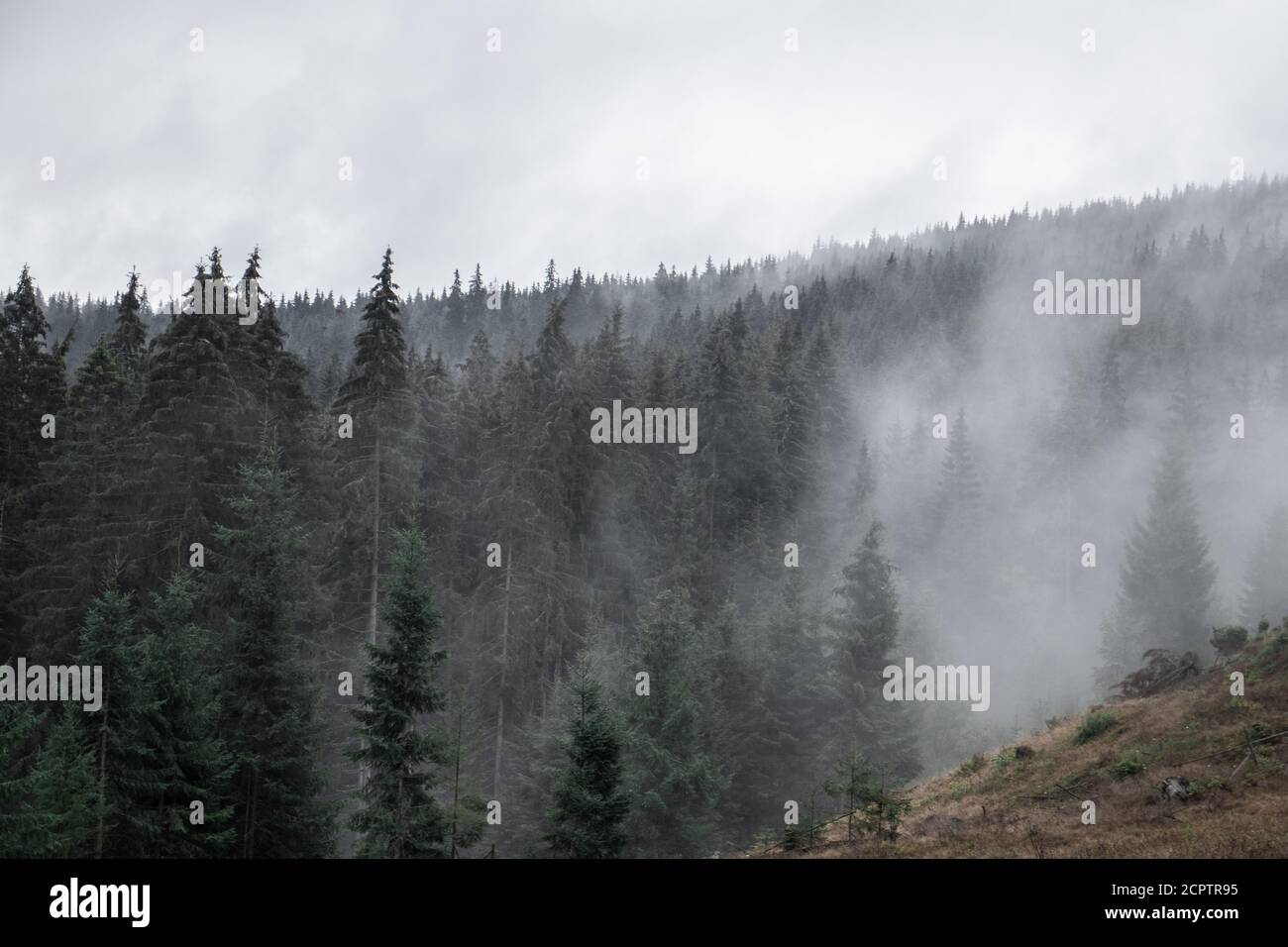 Kiefernwald mit Wolken Nebel umgeben es, Geheimnis Stockfoto