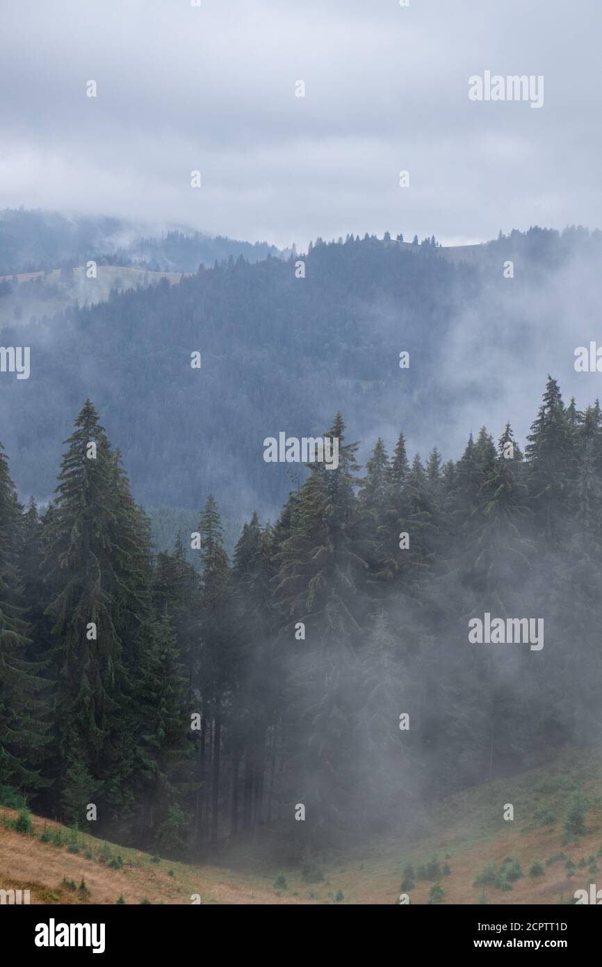 Kiefernwald mit Wolken Nebel umgeben es, Geheimnis Stockfoto