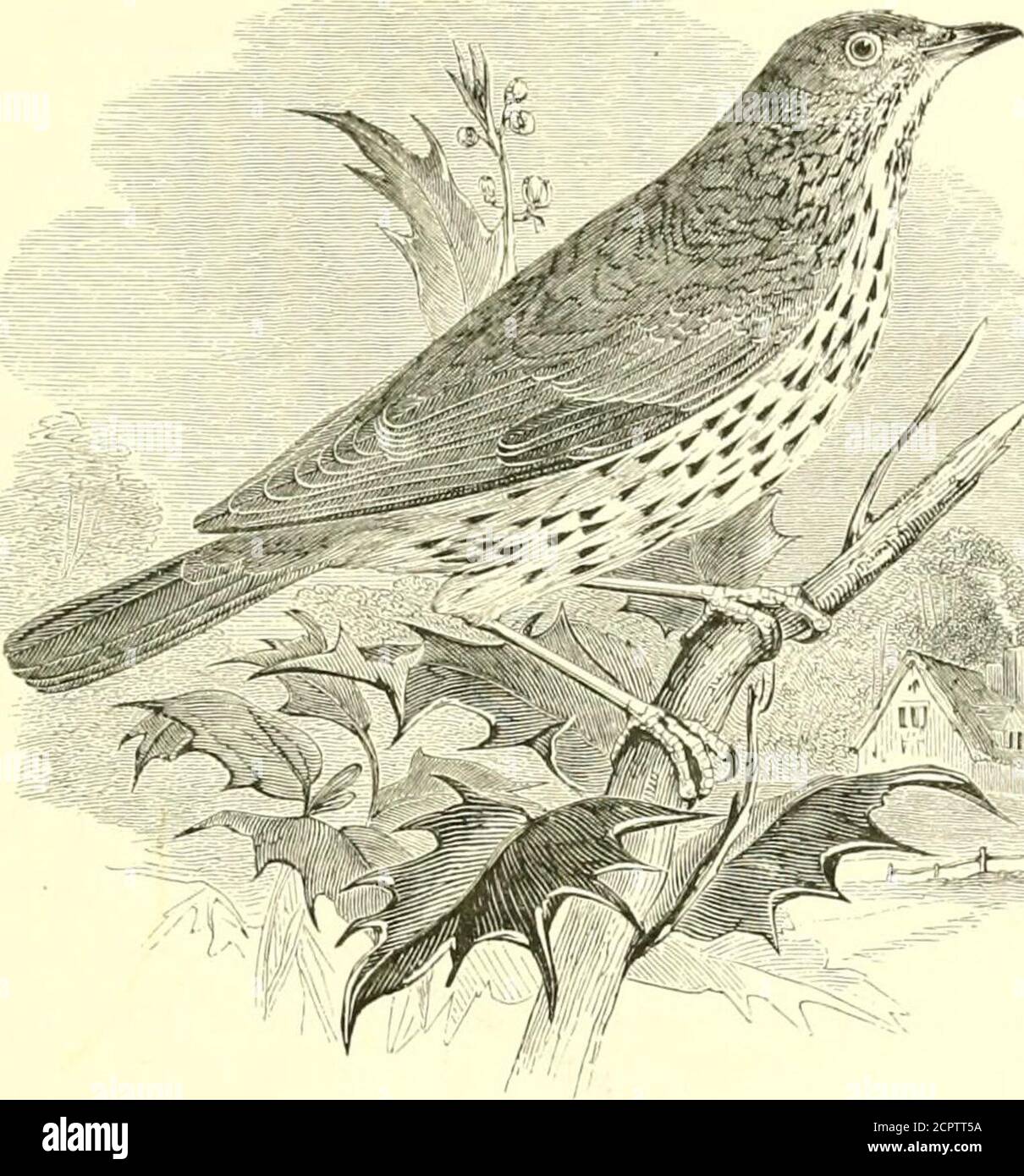 . Ein illustriertes Handbuch der britischen Vögel. Das Missel-Thrush ist kühn und tyrannische towardsandere Vögel, furchtlos angreifend Elstern, Jays und andere speciesüberlegen ihm in der Größe; und gelegentlich ist es sogar bekannt tocarry weg Nestlinge. Sein Flug ist schnell, aber ruckig, und auf dem Flügel itslarge Größe und im Allgemeinen graue Erscheinung dienen, um es fromany andere Thrushes zu unterscheiden. Erwachsenes Männchen : obere Teile aschbraun; Unterteile bufifish-weiß, mit fächerförmigen Flecken, kleiner und pfeilförmiger am Hals; unter Flügeldecken und Axillaren reinweiß; Schnabelhorn-braun, gelblich am Stockfoto