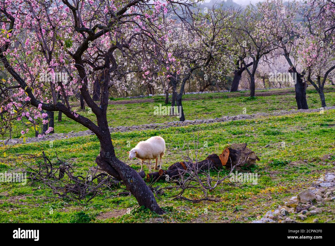 Mandelblüten, Schafe und rosa Mandelbäume, in der Nähe von Selva, Mallorca, Balearen, Spanien Stockfoto Mandelblüten, Schafe und rosa Mandelbäume, in der Nähe von Selva, Mallorca, Balearen, Spanien Stockfoto