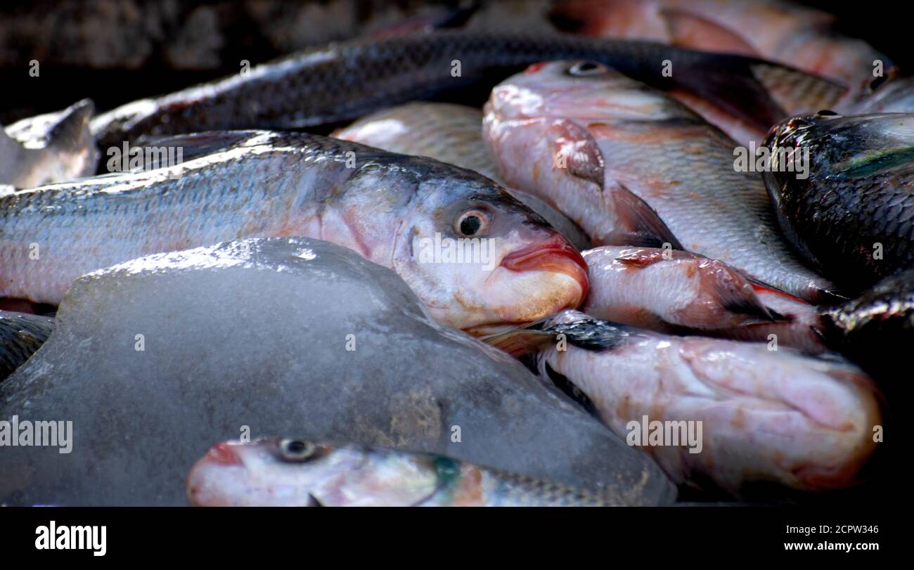 Die Rohu, rui, oder roho labeo (Labeo rohita) Fisch bereit, in indischen Markt zu verkaufen. Stockfoto