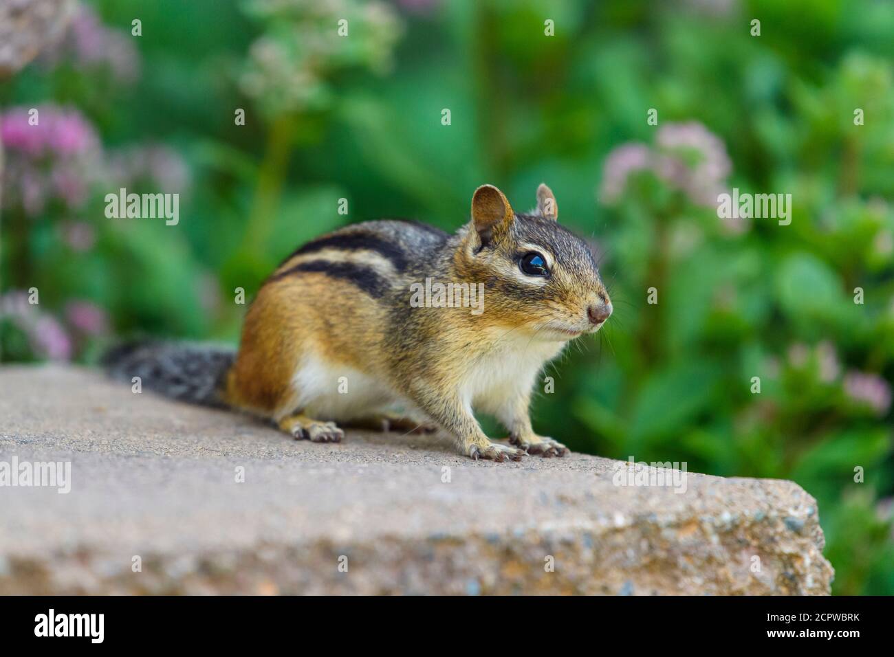 Östlicher Streifenhörnchen (Tamias striatus) im Garten, Greater Sudbury, Ontario, Kanada Stockfoto