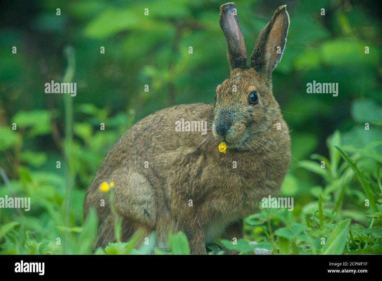 Wechselnder Hase (Lepus americanus) Sommerpelage. Beim Essen einer Falkenblume, Robert's Arm, Neufundland und Labrador, Kanada Stockfoto