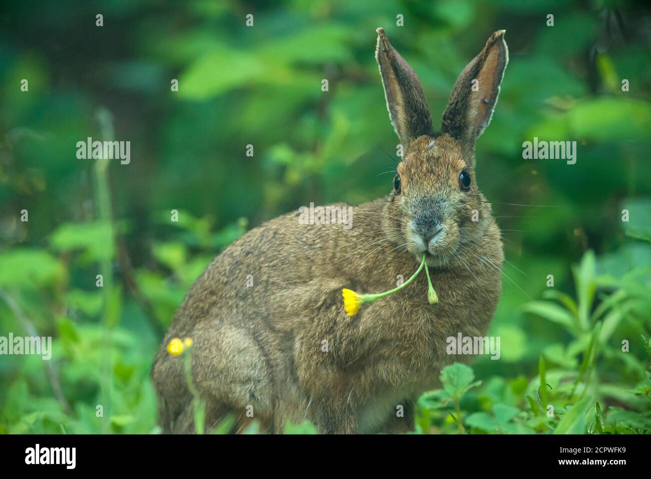 Wechselnder Hase (Lepus americanus) Sommerpelage. Beim Essen einer Falkenblume, Robert's Arm, Neufundland und Labrador, Kanada Stockfoto