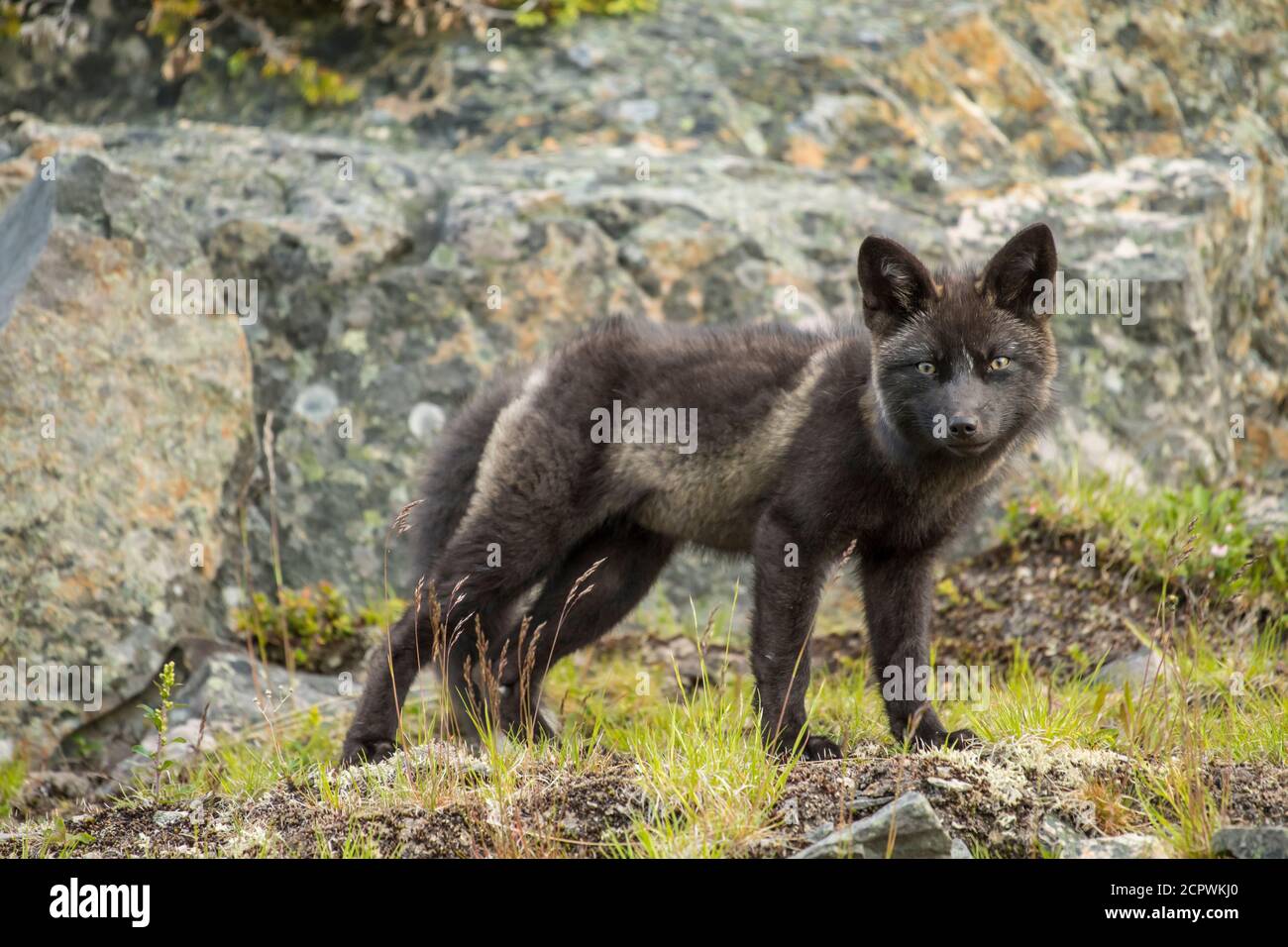 Rotfuchs (Vulpes vulpes) Schwarzer Morph, Fogo, Neufundland und Labrador NL, Kanada Stockfoto