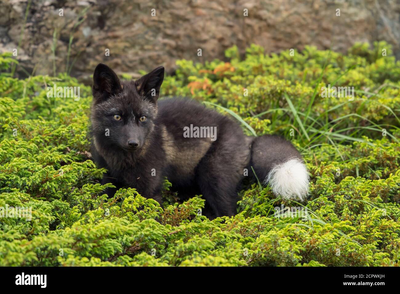 Rotfuchs (Vulpes vulpes) Schwarzer Morph, Fogo, Neufundland und Labrador NL, Kanada Stockfoto