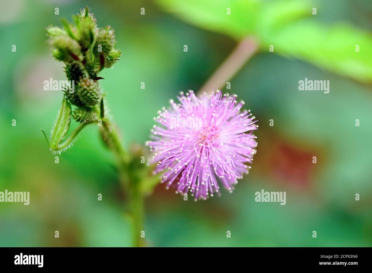 Mimosa pudica, auch empfindliche Pflanze genannt, verschlamme Pflanze, Action-Pflanze, Touch-Me-Not, Schampflanze, Zombie-Pflanze. Stockfoto