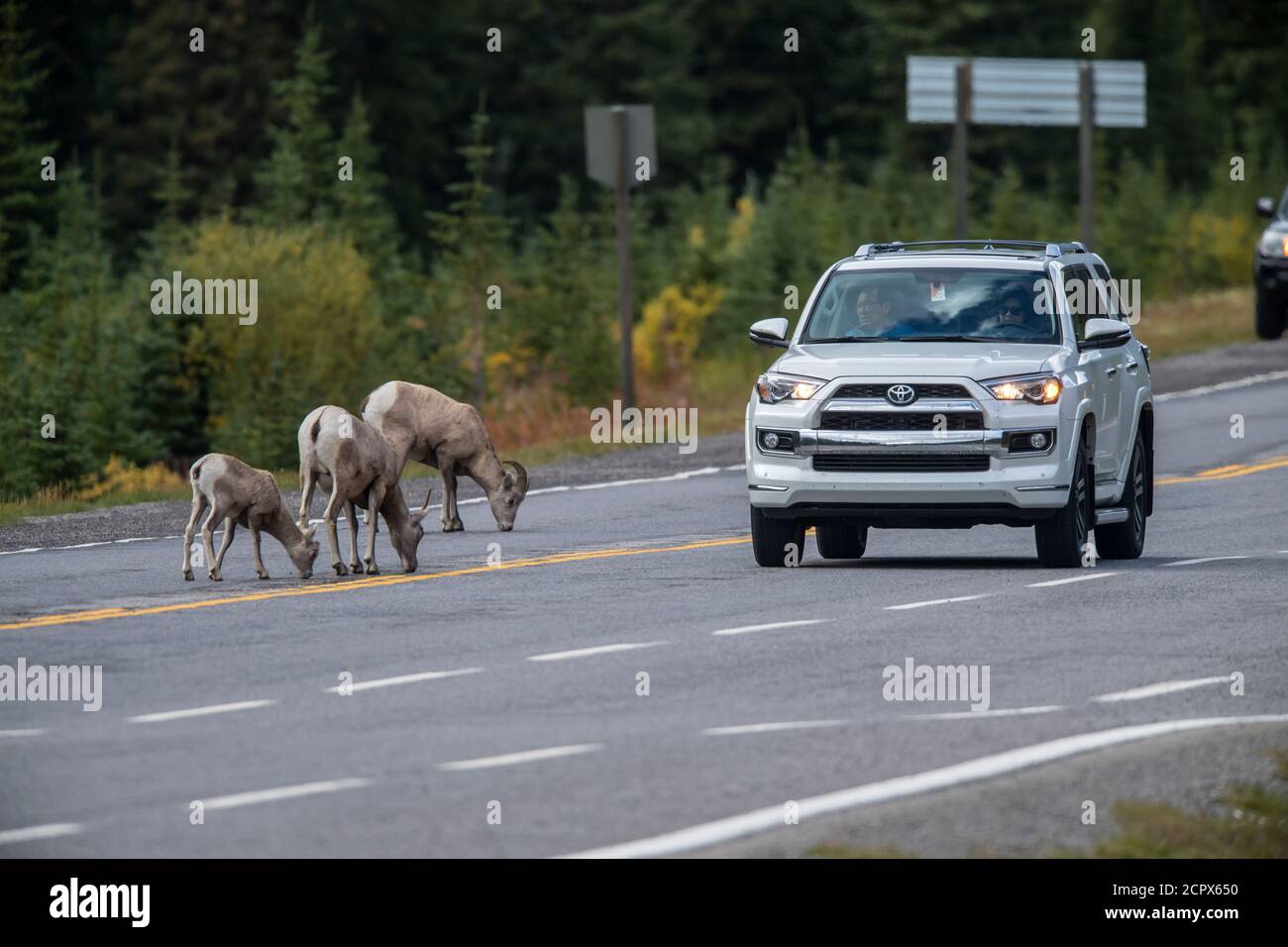 Bighorn Schafe (Ovis canadensis) lecken Mineralien auf der Straße, Peter Lougheed Provincial Park, Alberta, Kanada Stockfoto