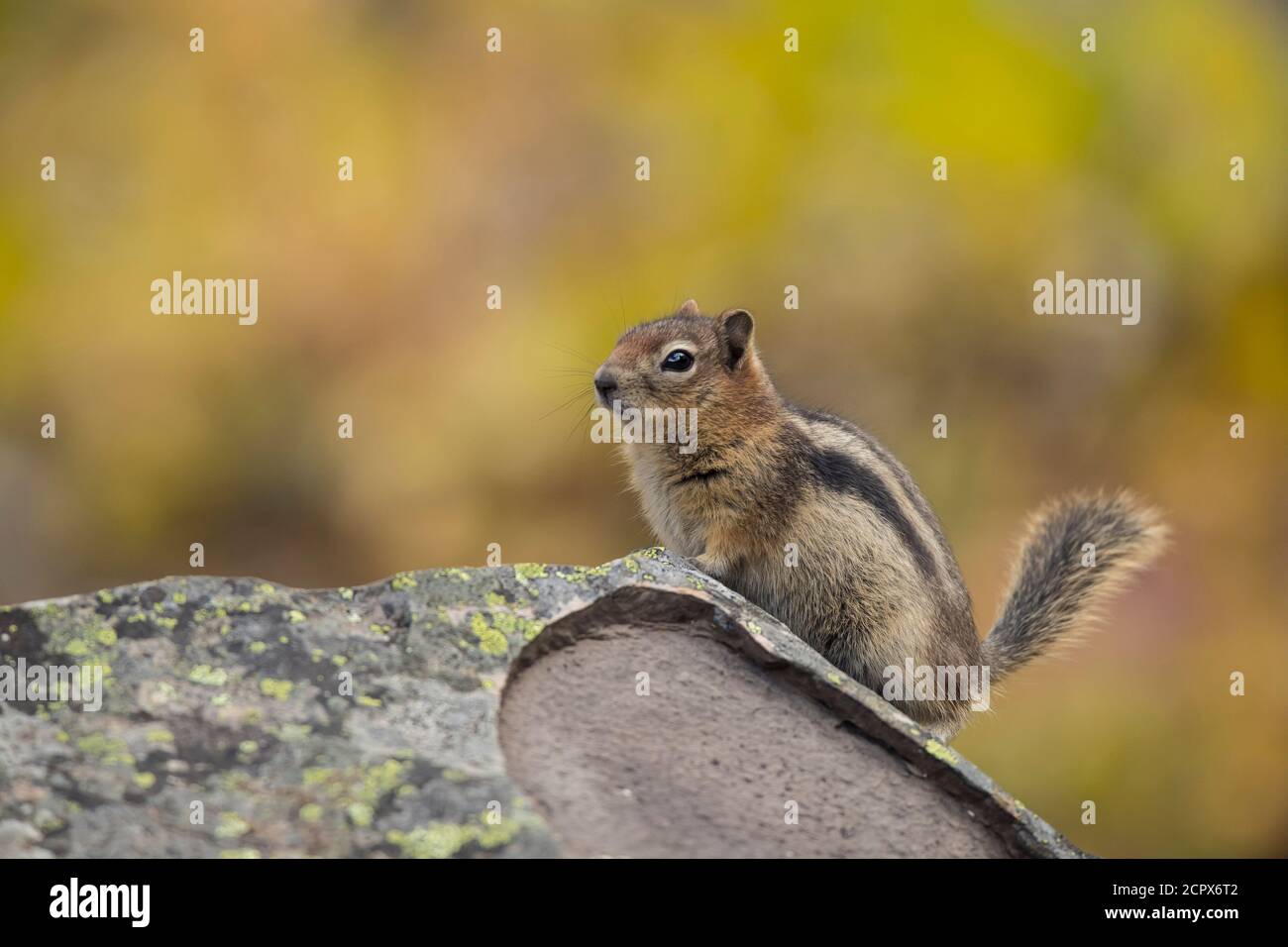 Goldmantelhörnchen (Callospermophilus lateralis), Peter Lougheed Provincial Park, Alberta, Kanada Stockfoto