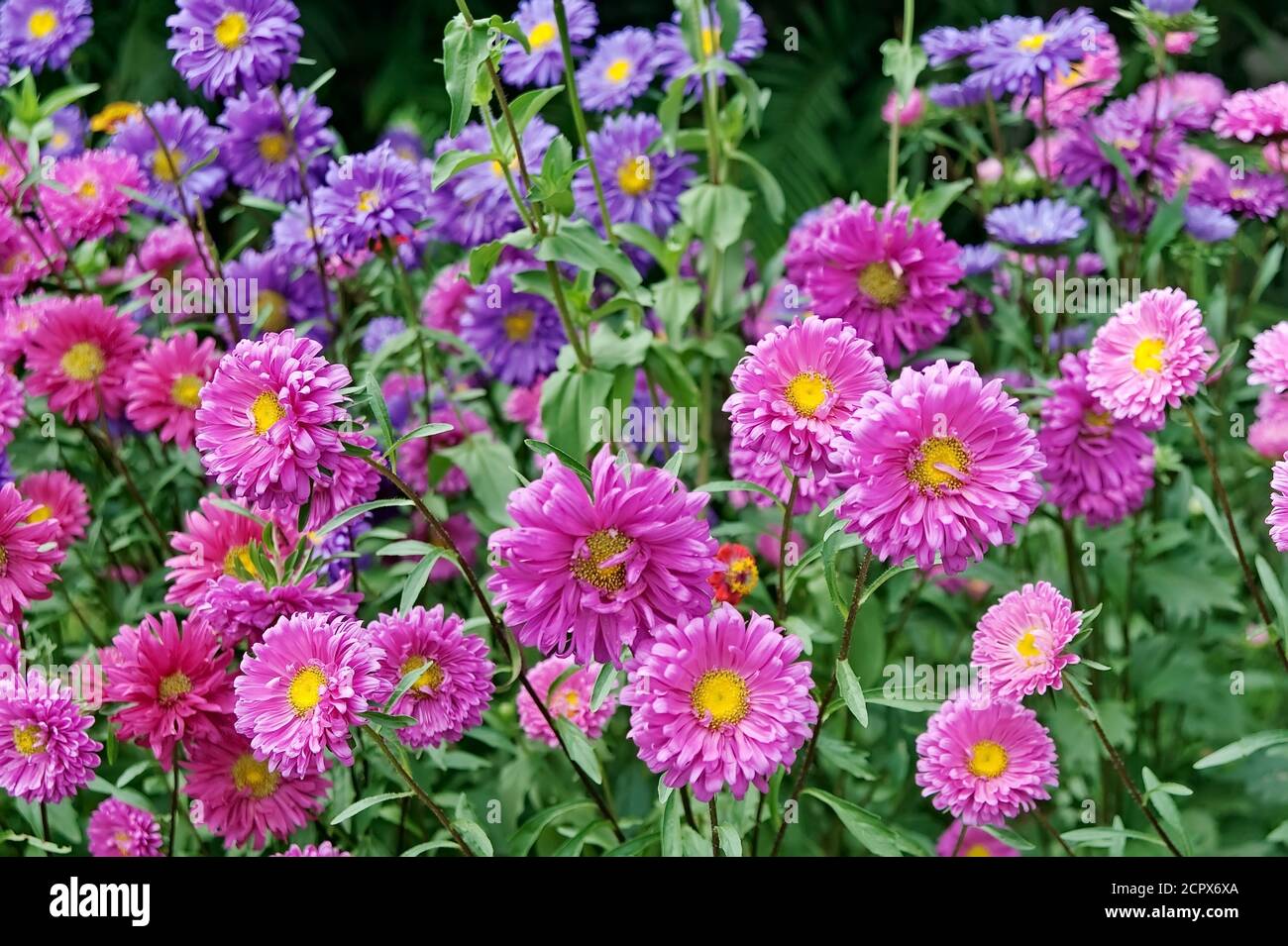 Feld der wilden Chrysanthemen, oder Mütter, oder chrysanthen Stockfoto