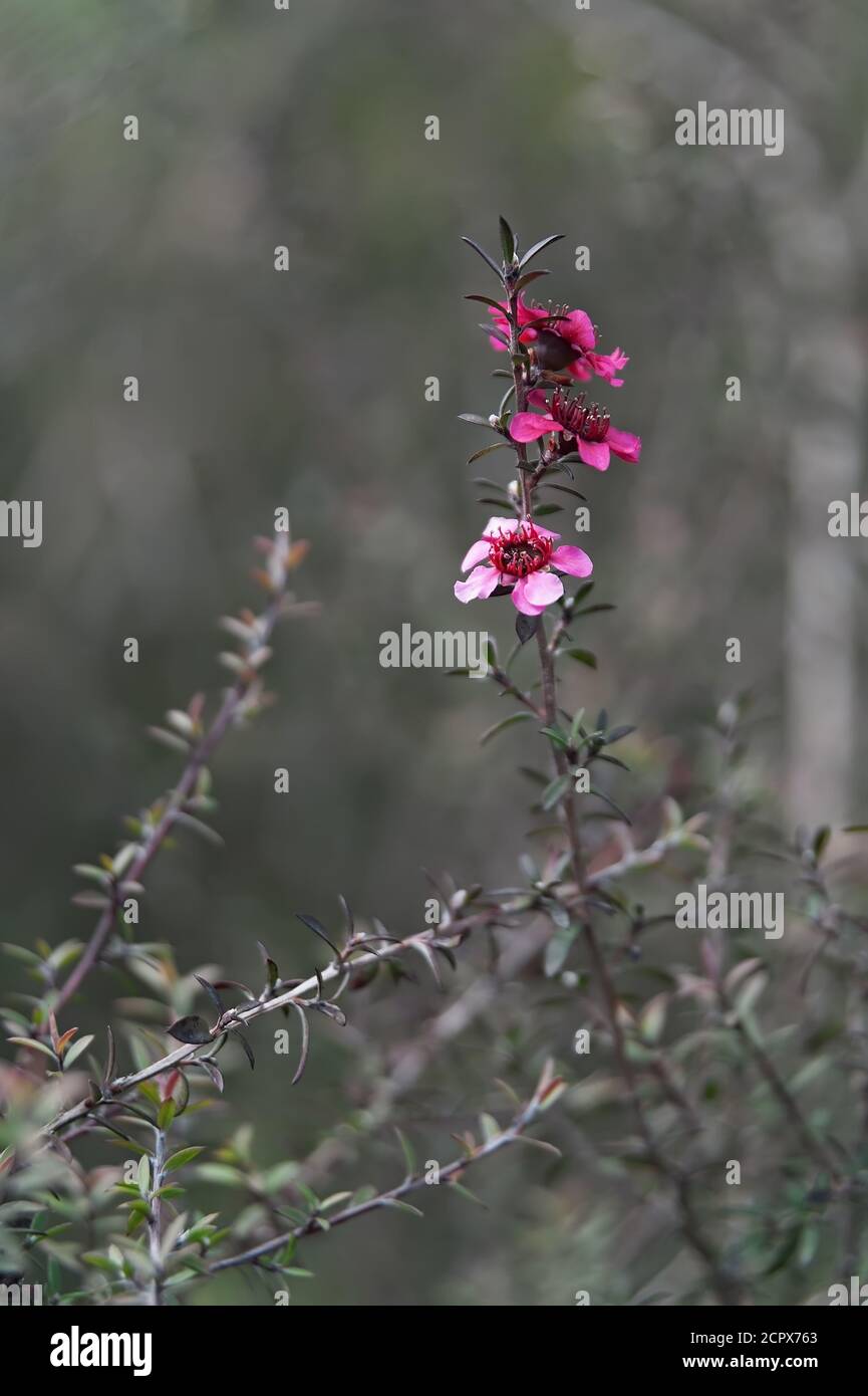 Teebaum Nichollsii nanum (Leptospermum scoparium Nichollsii nanum, Neuseeland) blühender Zweig in der Nähe Stockfoto