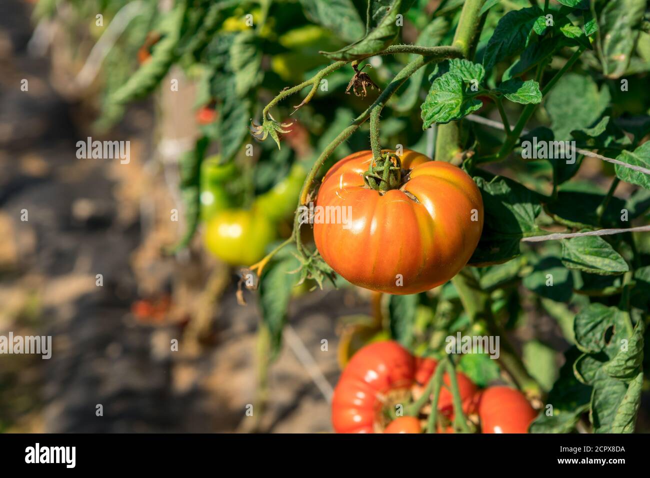 Saftige Tomaten reifen auf den Betten. Neues Erntegut Stockfoto