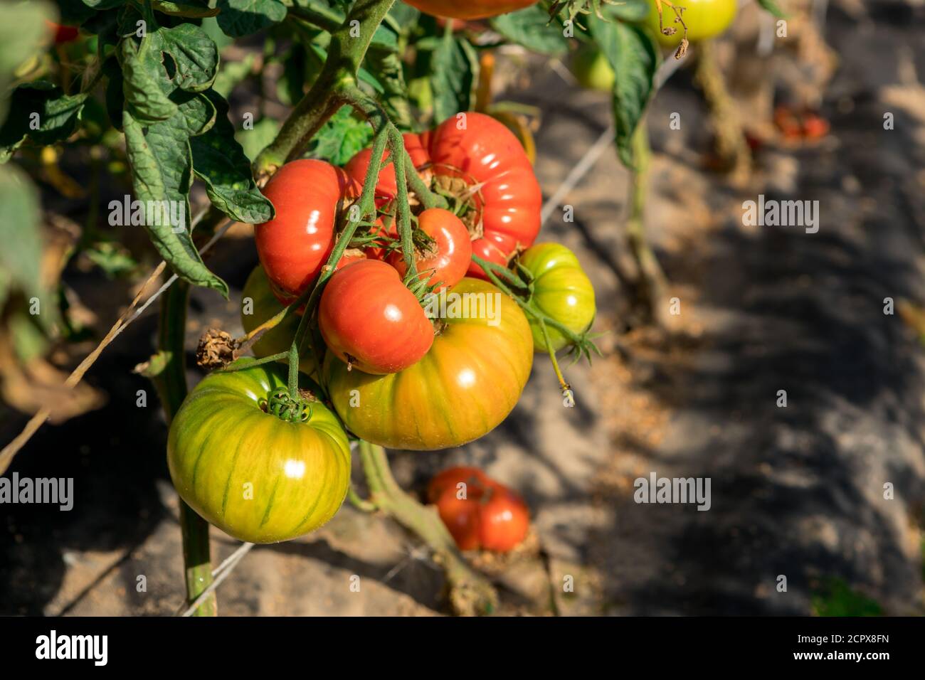 Saftige Tomaten reifen auf den Betten. Neues Erntegut Stockfoto