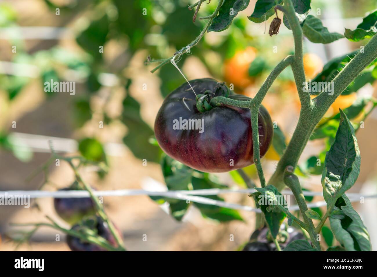 Saftige Tomaten reifen auf den Betten. Neues Erntegut Stockfoto