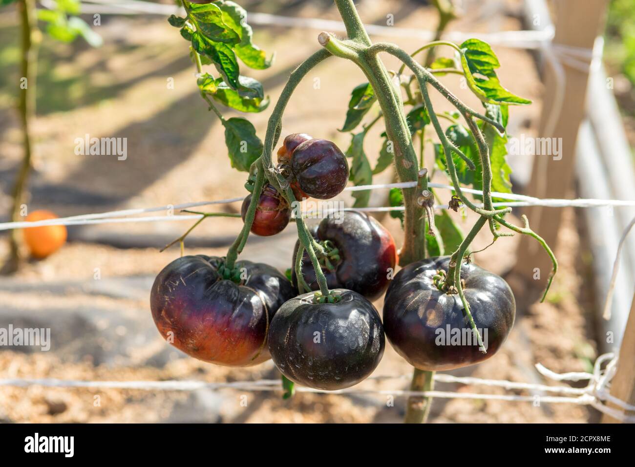 Saftige Tomaten reifen auf den Betten. Neues Erntegut Stockfoto